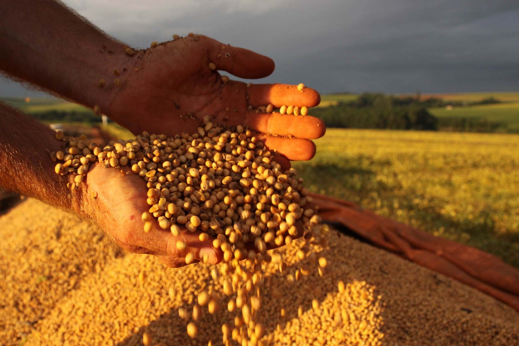 Piauí fica entre os cinco estados com maior produtividade agrícola no Brasil